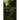Restless Plant