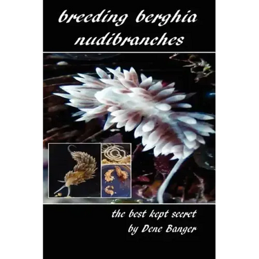 Breeding Berghia Nudibranches the best kept secret