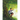 Niki's Adventure in the Mysterious Forest