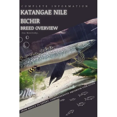 Katangae Nile Bichir: From Novice to Expert. Comprehensive Aquarium Fish Guide
