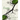 Roots: Insights From the Tree Alphabet of Old Ireland