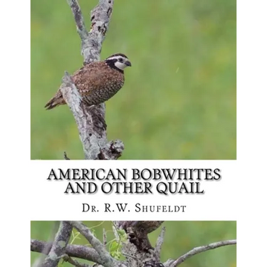 American Bobwhites and Other Quail