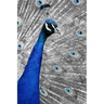 Blue Peacock: The Indian Peafowl or Blue Peafowl Is a Large and Brightly Colored Bird, Native to South Asia.