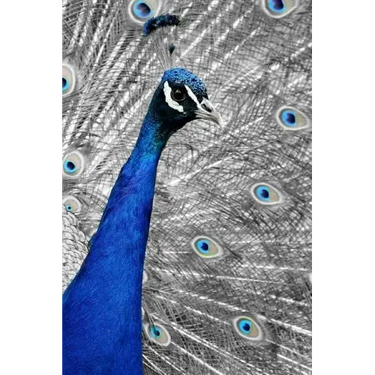 Blue Peacock: The Indian Peafowl or Blue Peafowl Is a Large and Brightly Colored Bird, Native to South Asia.