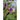 Columbines: Aquilegia, Paraquilegia, and Semiaquilegia