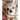 Cheeky Chihuahuas