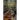 Hemlock Unrooted