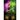 Dragon Cursed
