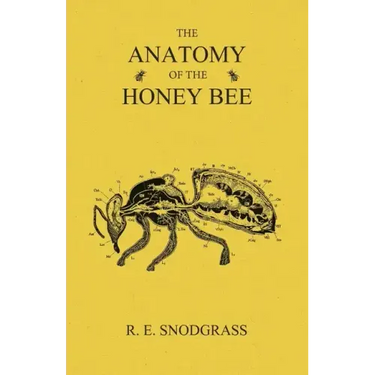 The Anatomy of the Honey Bee
