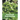 Functional Plant Ecology