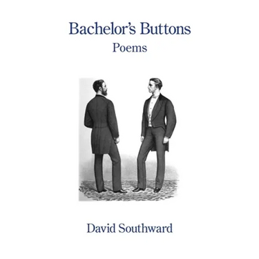 Bachelor's Buttons