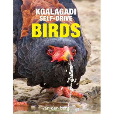 Kgalagadi Self-Drive Birds