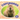 Capybaras