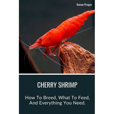 Cherry Shrimp: How To Breed, What To Feed, And Everything You Need.