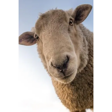 Sheep: Domestic Sheep Are Quadrupedal, Ruminant Mammals Typically Kept as Livestock. Like Most Ruminants, Sheep Are Members o