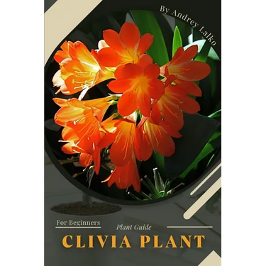 Clivia Plant: Plant Guide