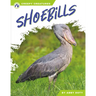 Shoebills