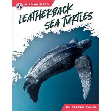 Leatherback Sea Turtles