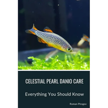 Celestial Pearl Danio Care: Everything You Should Know