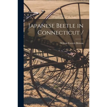 Japanese Beetle in Connecticut /