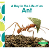 Day in the Life of an Ant