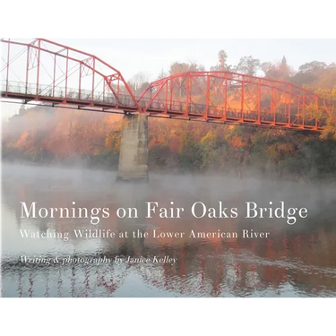 Mornings on Fair Oaks Bridge: Watching Wildlife at the Lower American River