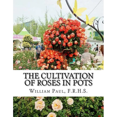 The Cultivation of Roses in Pots: Or; Growing Roses in Containers