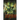 Venus Plus X