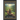 The Song of the Giants