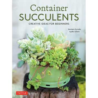 Container Succulents: Creative Ideas for Beginners