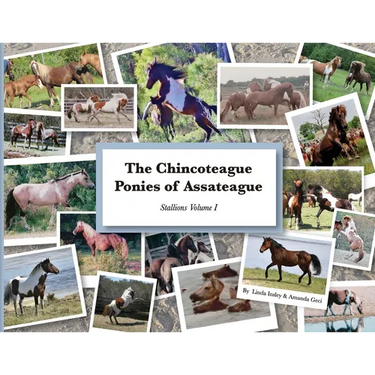 The Chincoteague Ponies of Assateague: Volume I Stallions