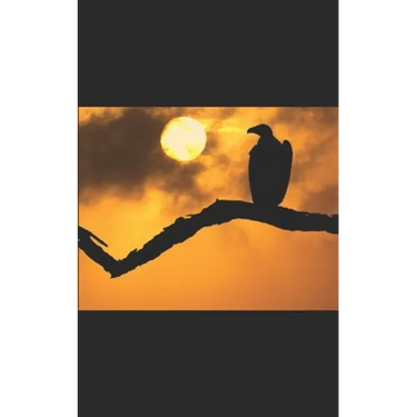 Through the Eyes of a Vulture