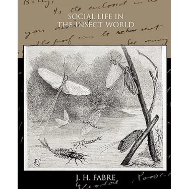 Social Life in the Insect World