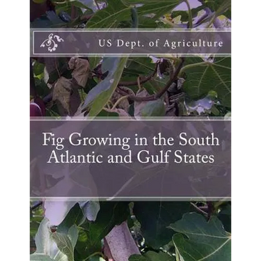 Fig Growing in the South Atlantic and Gulf States