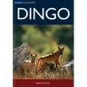 Dingo