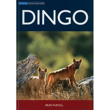 Dingo