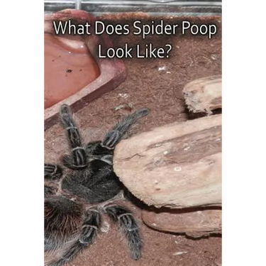 What Does Spider Poop Look Like?
