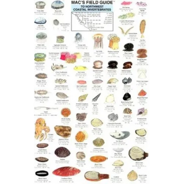 Mac's Field Guides: Northwest Coastal Invertebrates
