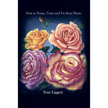 How To Prune, Train and Tie Rose Plants