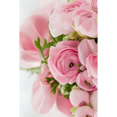 Pink Roses: Light Pink Roses Express Gentleness and Admiration While Dark Pink Roses Show Gratitude.
