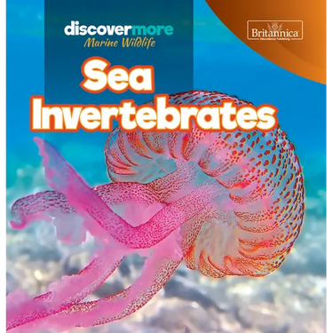 Sea Invertebrates