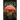 Fascinating Fungi: Nourishers, Killers, Connectors, and Healers