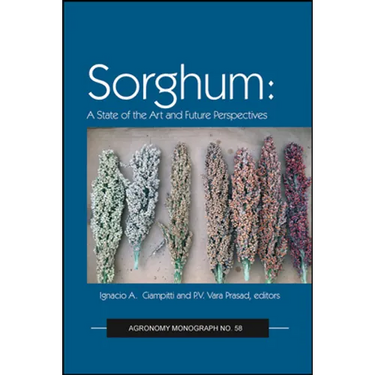 Sorghum: State of the Art and Future Perspectives