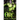 Taken by the Orc