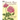 Favorite Roses Coloring Book