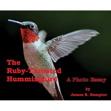 The Ruby-throated Hummingbird: A photo essay