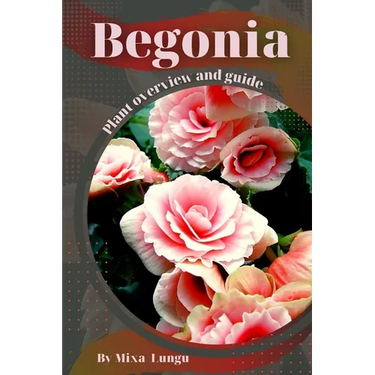 Begonia: Plant overview and guide