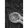 Nest