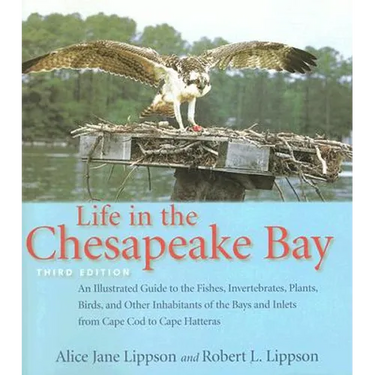 Life in the Chesapeake Bay