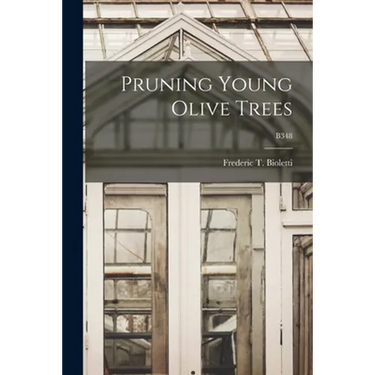 Pruning Young Olive Trees; B348
